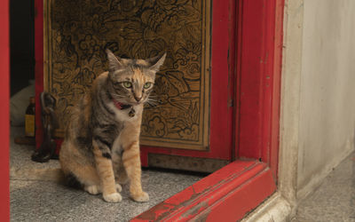 Portrait of cat sitting on door of house