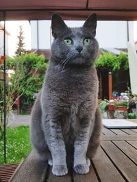 Portrait of cat sitting