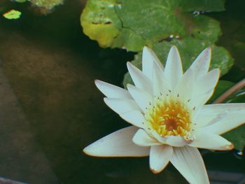 Close-up of white water lily