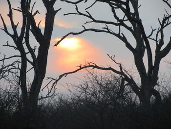 Silhouette bare tree against sky during sunset