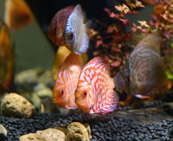 Close-up of fish swimming in sea