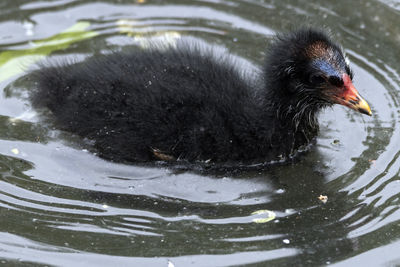 Close-up of a moorhen juvenile swimming in lake