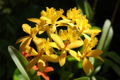 Close-up of yellow flowering plant