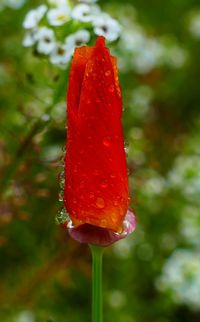 Close-up of wet red rose on leaf