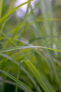 Close-up of green grass on field