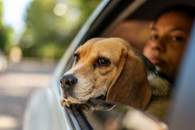 Dog looking through car window