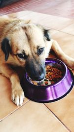 Portrait of puppy relaxing on floor at home