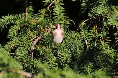 Close-up of gold finch perching on yew tree and looking at camera