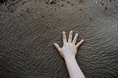 Close-up of human hand touching elephant