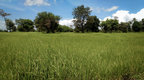 Scenic view of grassy field against sky