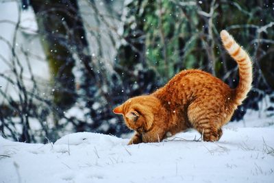 Cat on  snow covered land