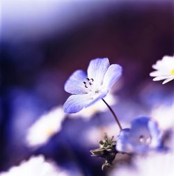 Close-up of purple flowers