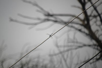 Close-up of plant against sky