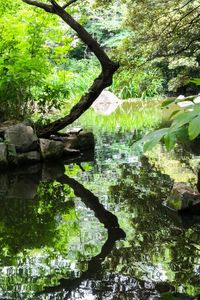 Tree by lake in forest