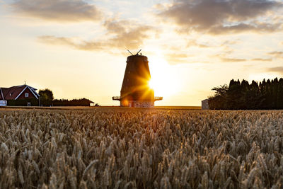 Crops growing on field against sky during sunset