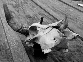 High angle view of animal skull on wood