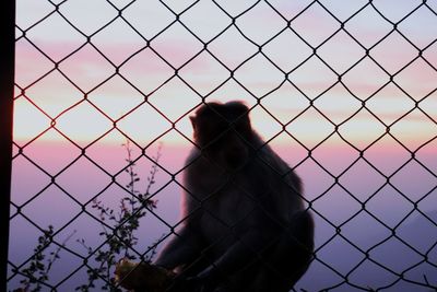 mammal