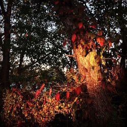 tree
