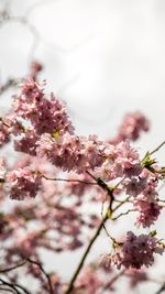 Close-up of pink cherry blossom tree