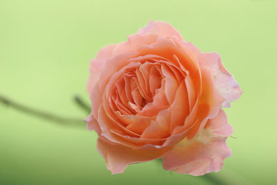 Close-up of rose