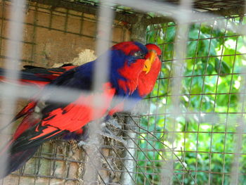 Close-up of parrot perching in cage