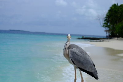 High angle view of gray heron perching on a sea