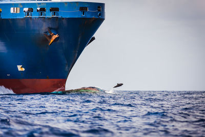 Dolphins in sea against sky