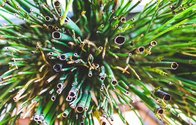 Close-up of wet plant