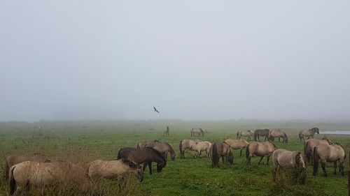 Flock of birds on field against sky