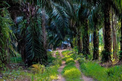 Trees growing in forest