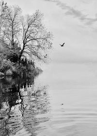 Birds flying over lake against sky