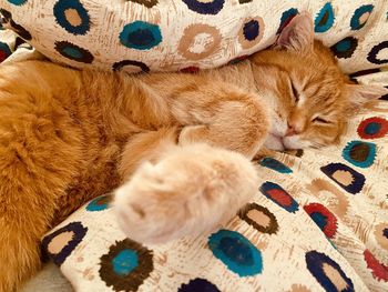 High angle view of cat sleeping on bed