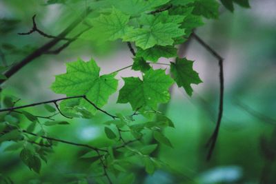 Close-up of leaves