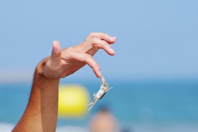 Cropped hand with crab at beach against sky