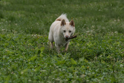 Shiba inu with stick in mouth walking on grassy field