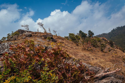 Low angle view of trees on mountain against sky