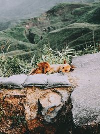 Cat relaxing on rock