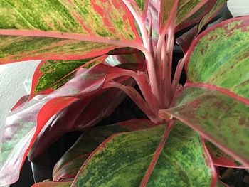 Close-up of red leaves