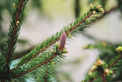 Close-up of fern growing on plant