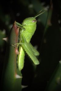 Close-up of plant