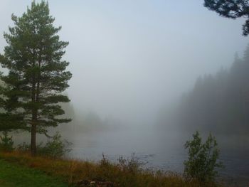 Scenic view of forest against sky during foggy weather