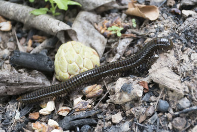 High angle view of caterpillar on field
