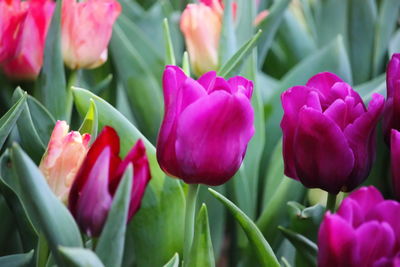 Close-up of pink tulips