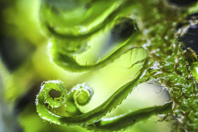Close-up of fresh green leaves in plant ferns, spring time, fresh green, fresh leaves