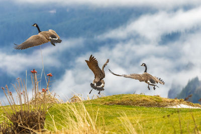 Birds flying in the sky