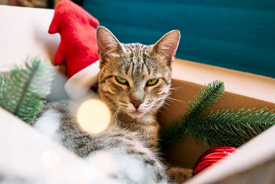 Cute tabby cat with christmas red santa hat sleeping in open gift box with christmas decoration. 