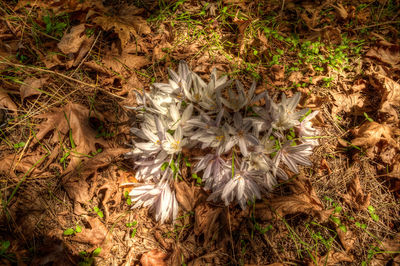 Close-up of plant growing on field