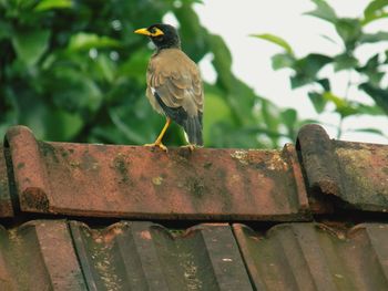 Close-up of bird perching on rusty metal