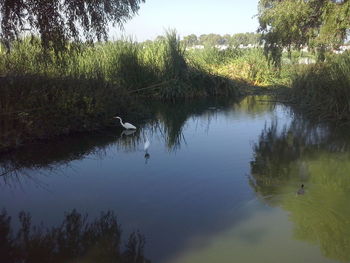 View of birds in lake