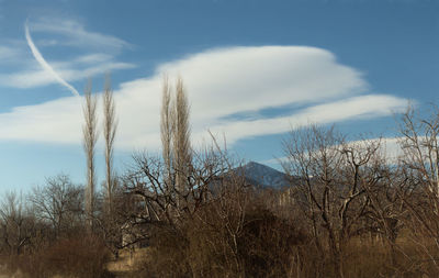 Low angle view of trees against sky